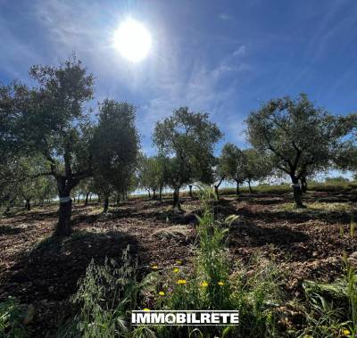 TERRENO AGRICOLO  ALTAMURA