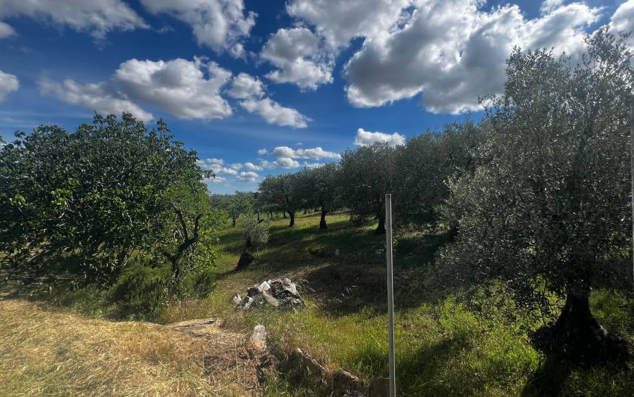ALTAMURA AGRICULTURAL LAND