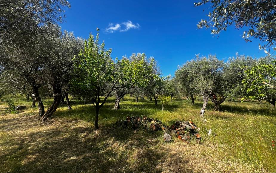 ALTAMURA AGRICULTURAL LAND