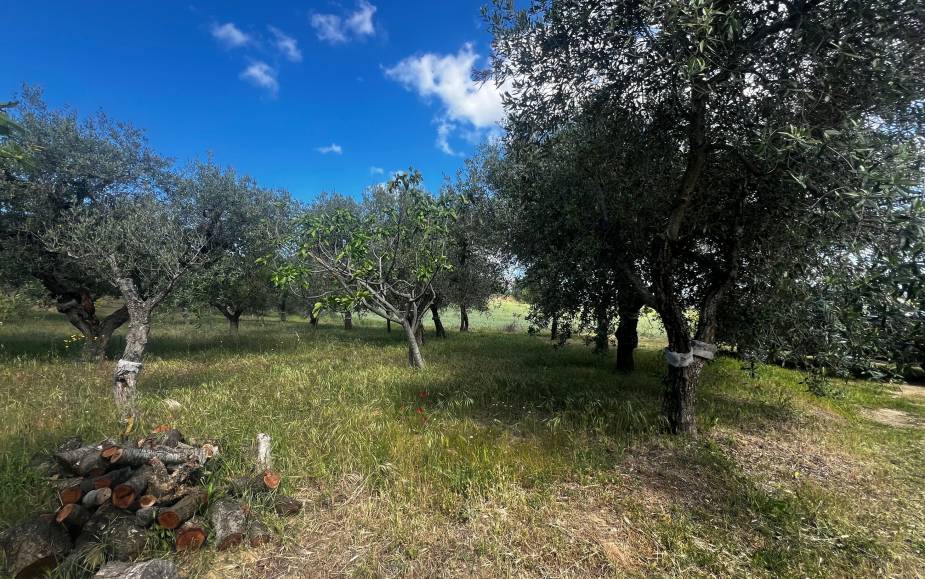 ALTAMURA AGRICULTURAL LAND