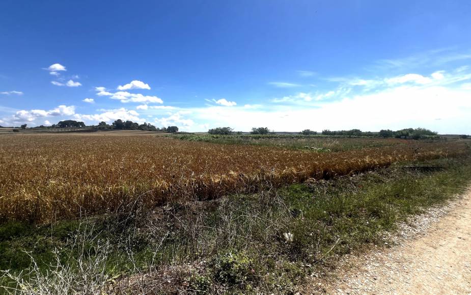 TERRENO AGRICOLO ALTAMURA