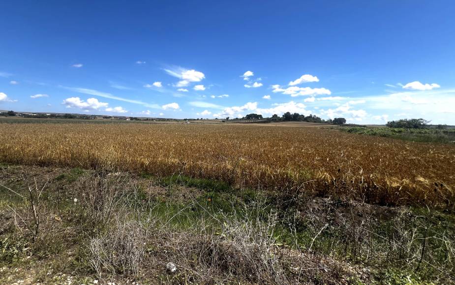 TERRENO AGRICOLO ALTAMURA