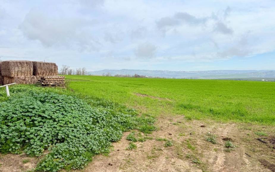 CONTRADA MARINETO - MIGLIONICO